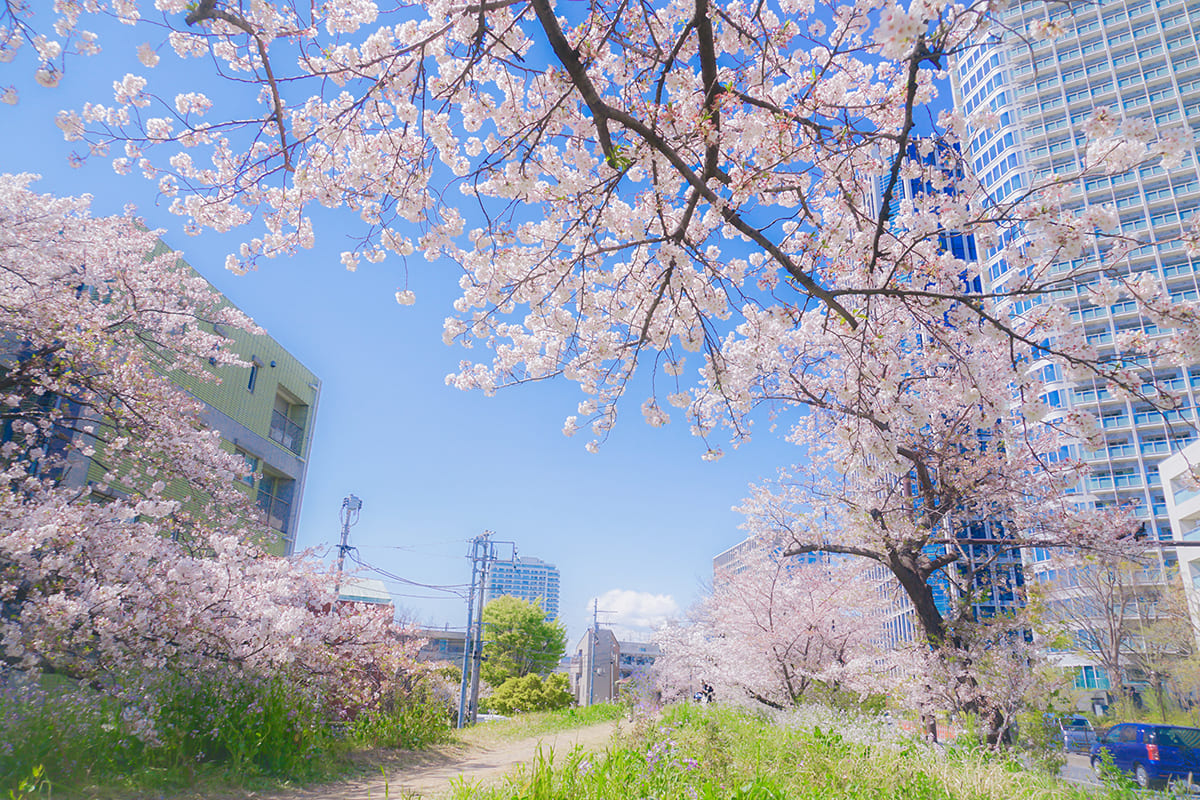 桜の木がある道